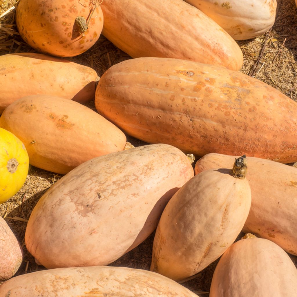 Calabaza Pink Jumbo Banana