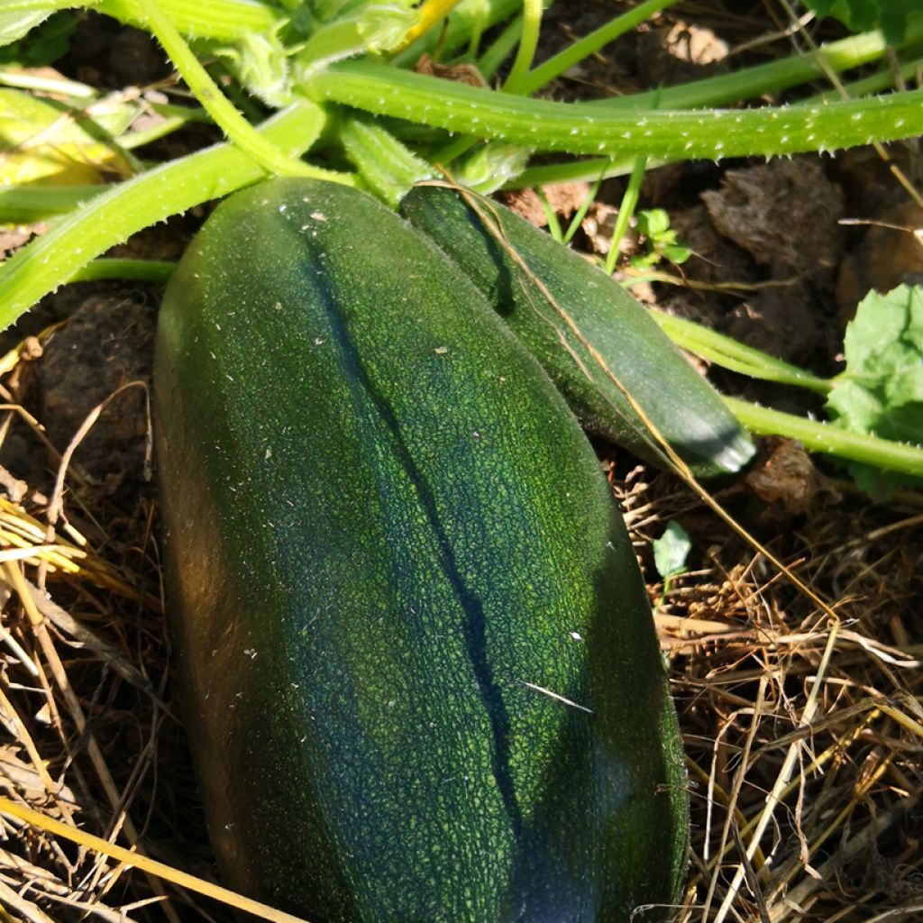 Calabacín verte Non Coureuse d'Italie