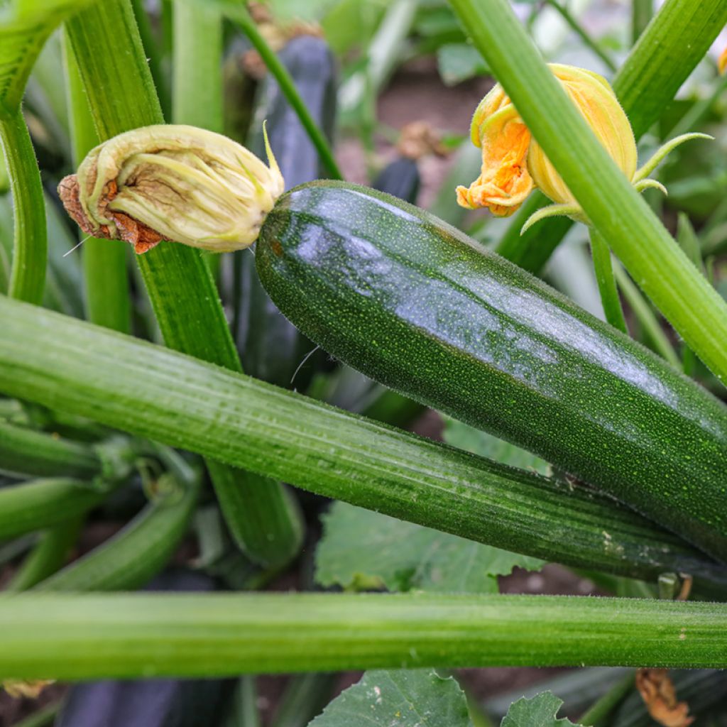 Calabacín Defender F1