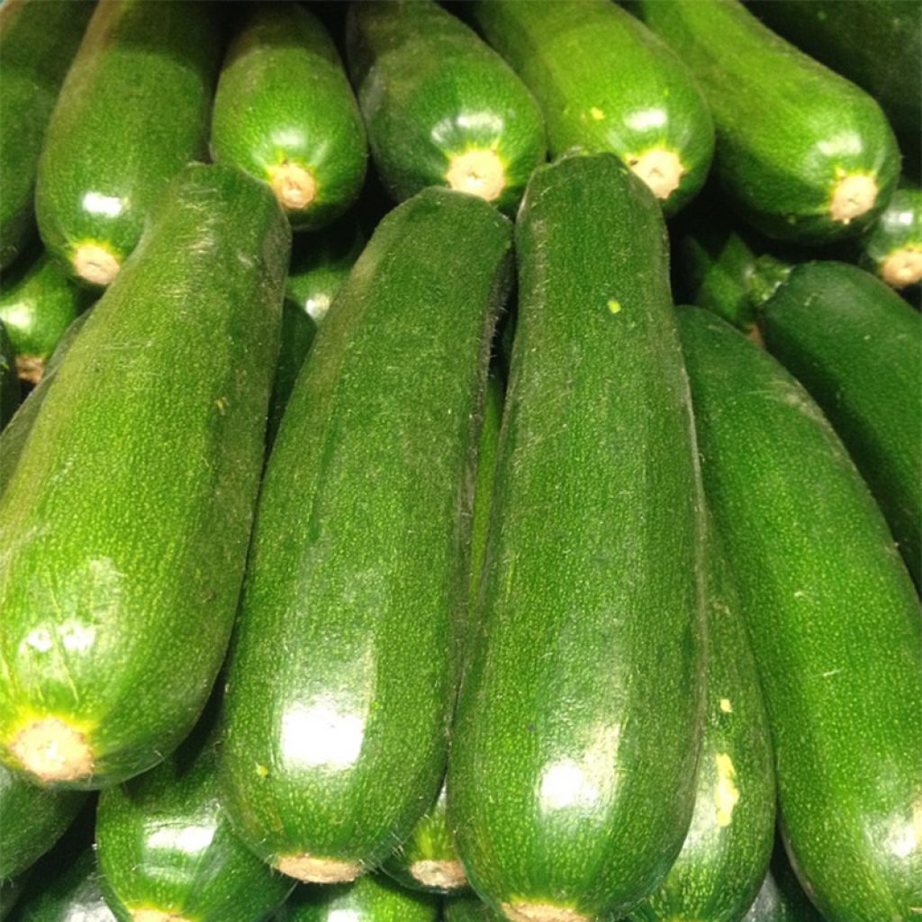 Courgette Diamant F1