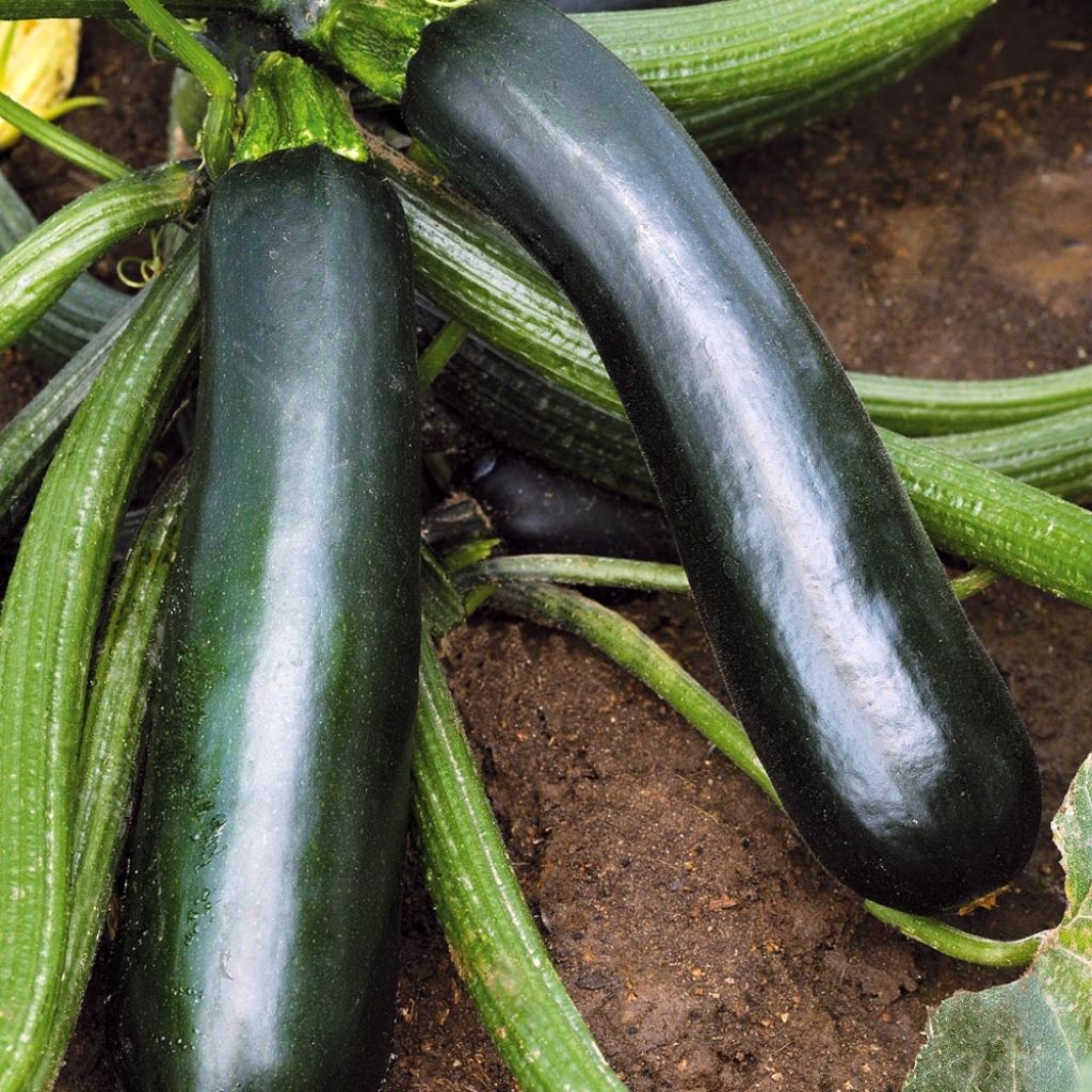 Courgette Easy Pick Green F1