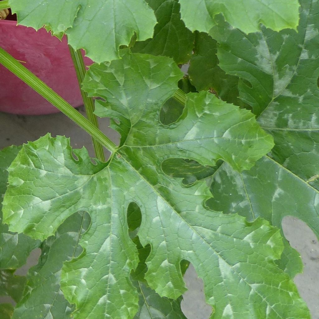 Courgette Easy Pick Green F1