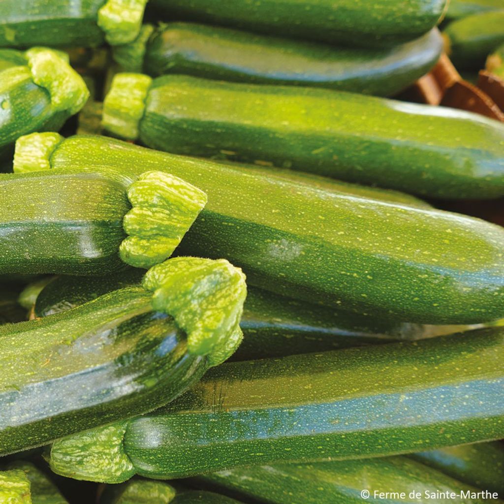 Courgette Mutabile Bio - Ferme de Sainte Marthe