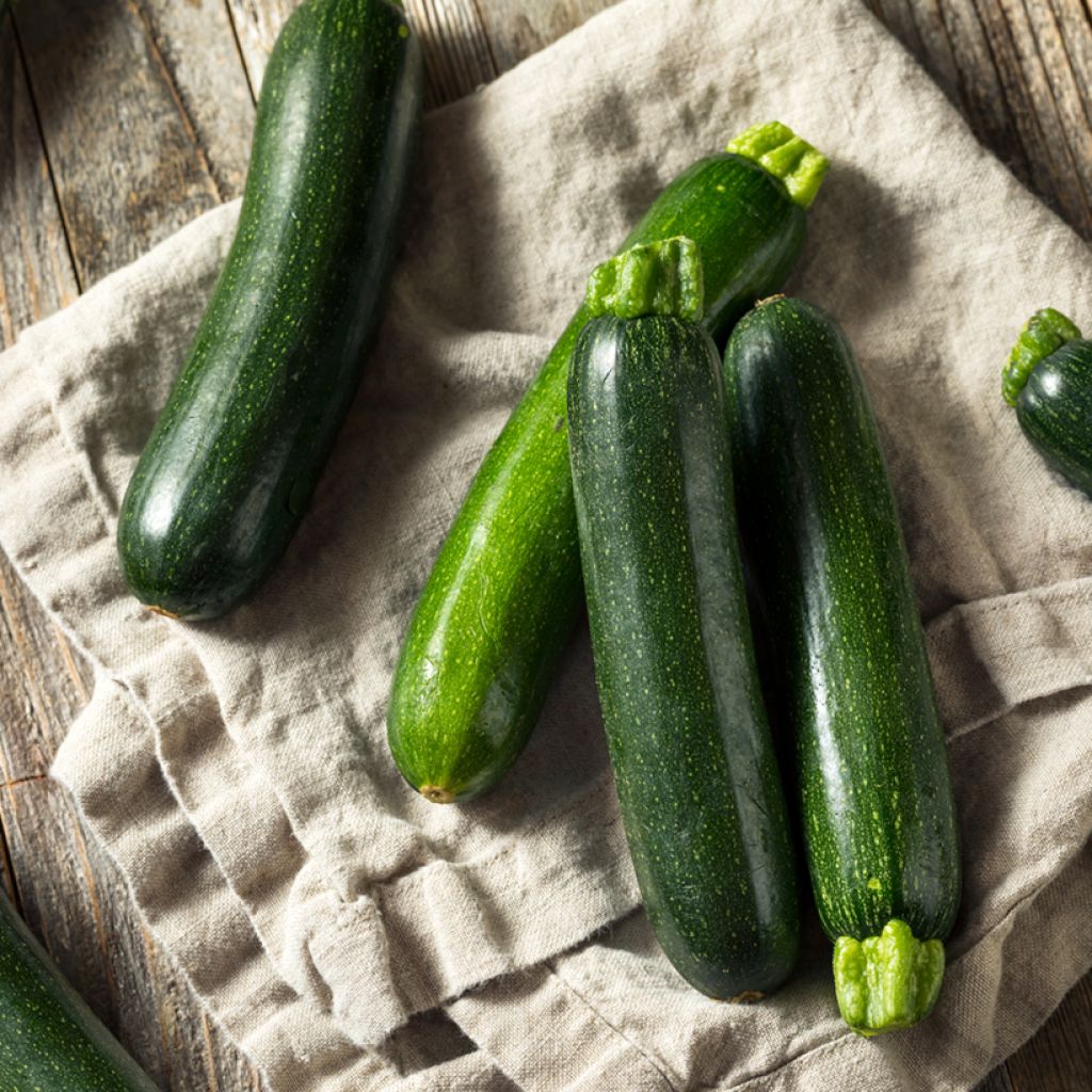 Calabacín Nano Verde di Milano