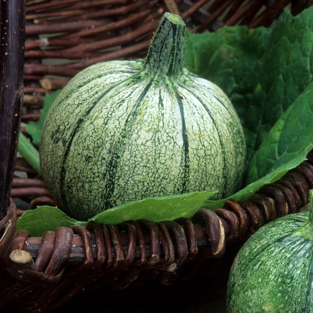 Calabacín de Nice à fruit rond Bio - Ferme de Sainte Marthe