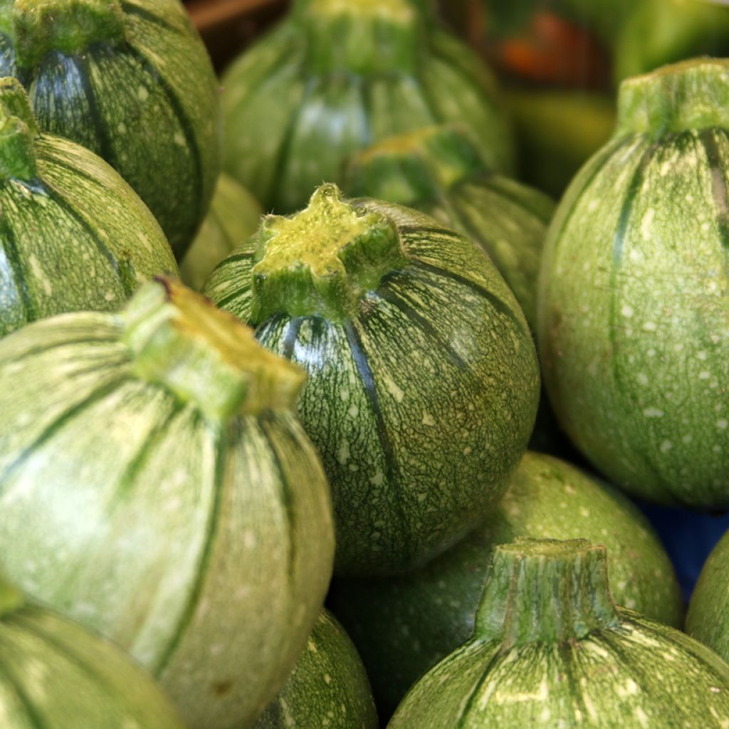 Calabacín de Nice à fruit rond - Vilmorin