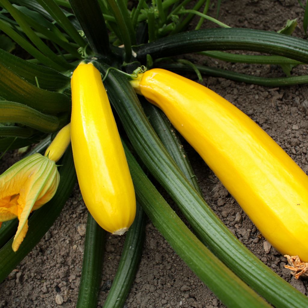 Calabacín Orelia F1 (plantas)