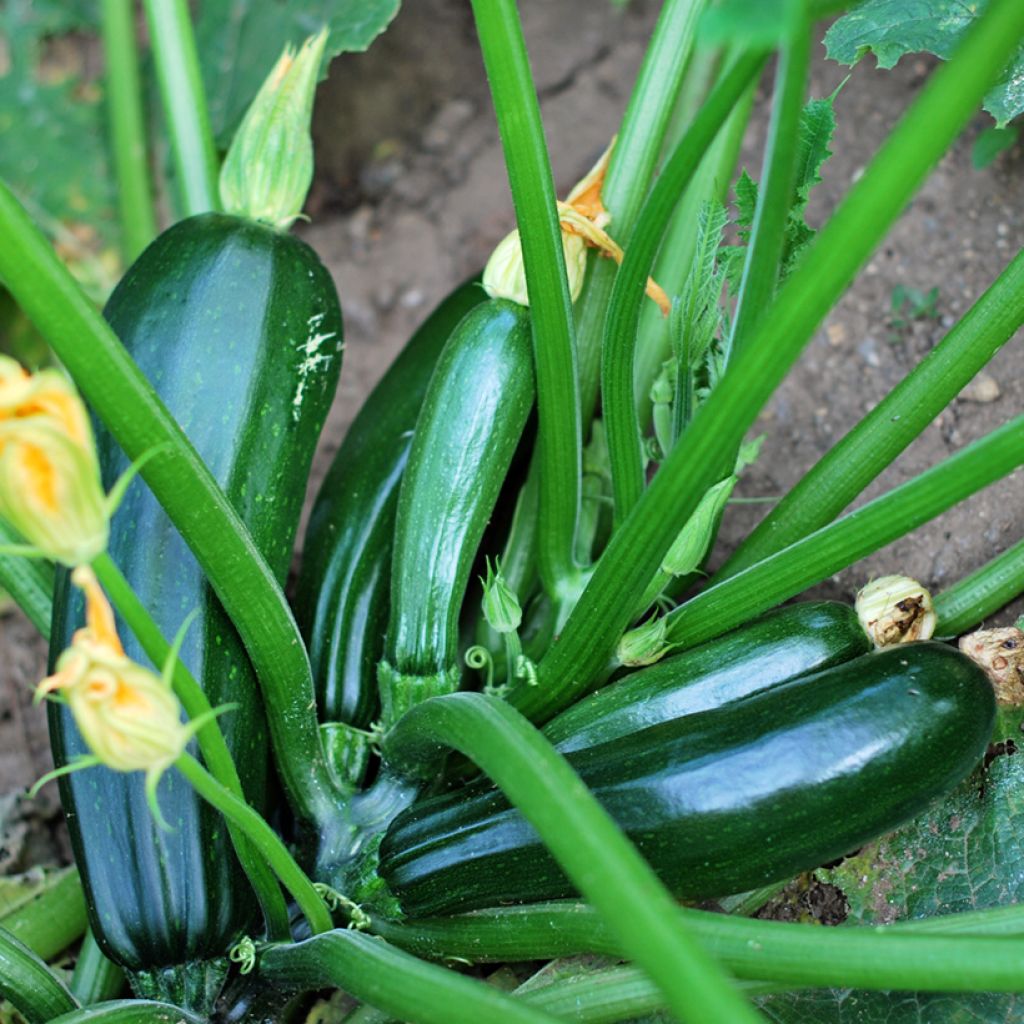 Calabacín verde o negro Bio - Vilmorin