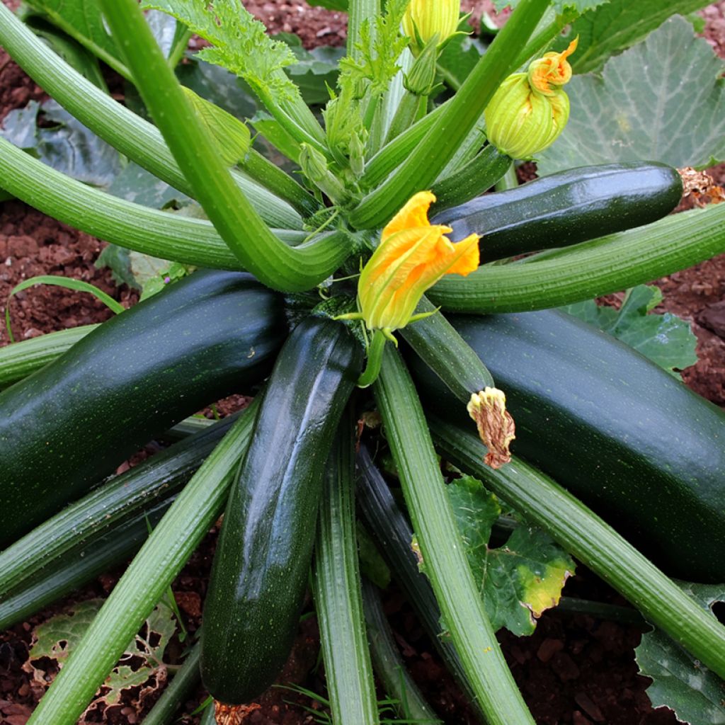 Calabacín verde o negro - Vilmorin