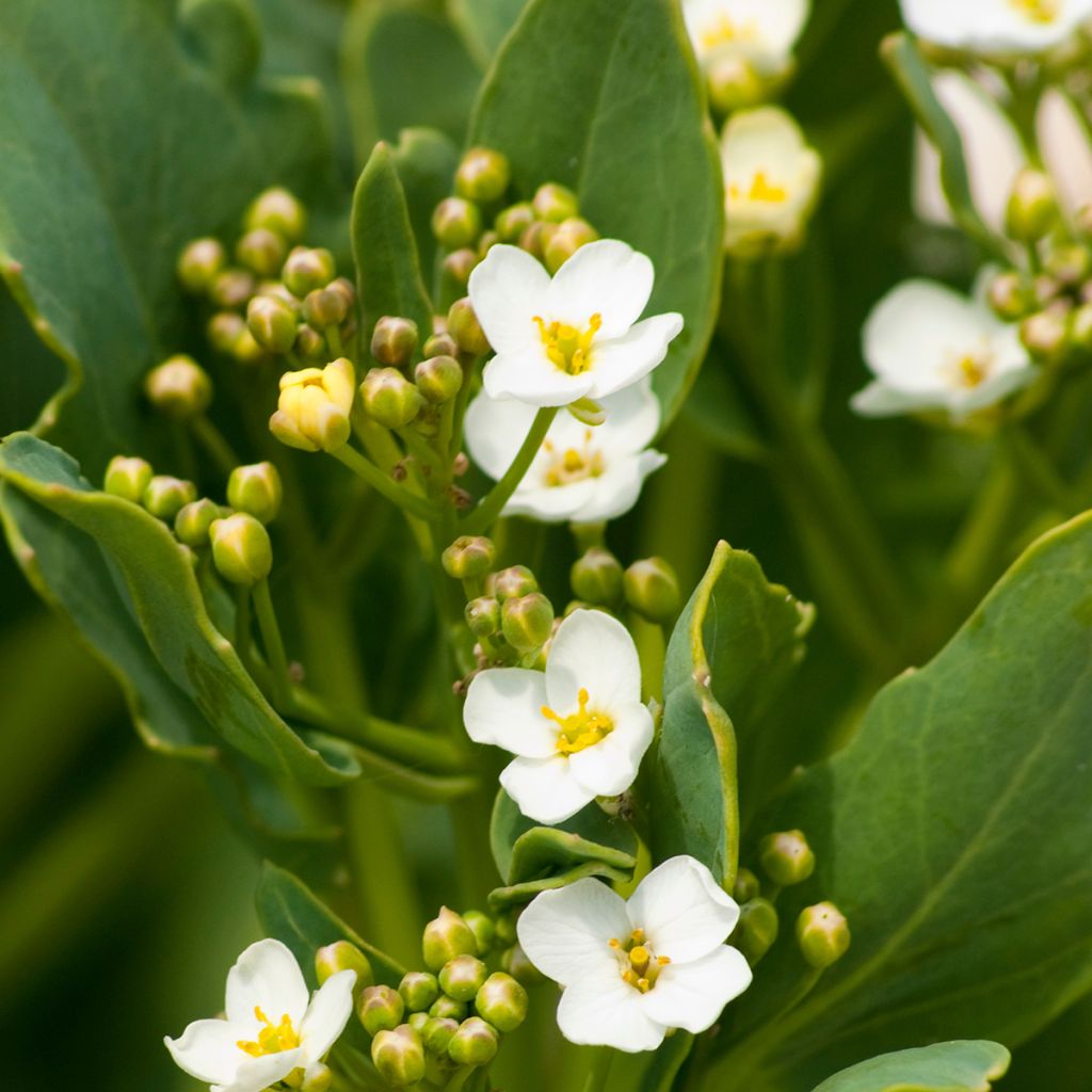 Col marina - Crambe maritima