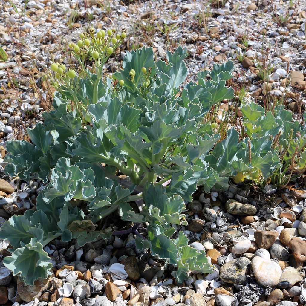 Col marina - Crambe maritima