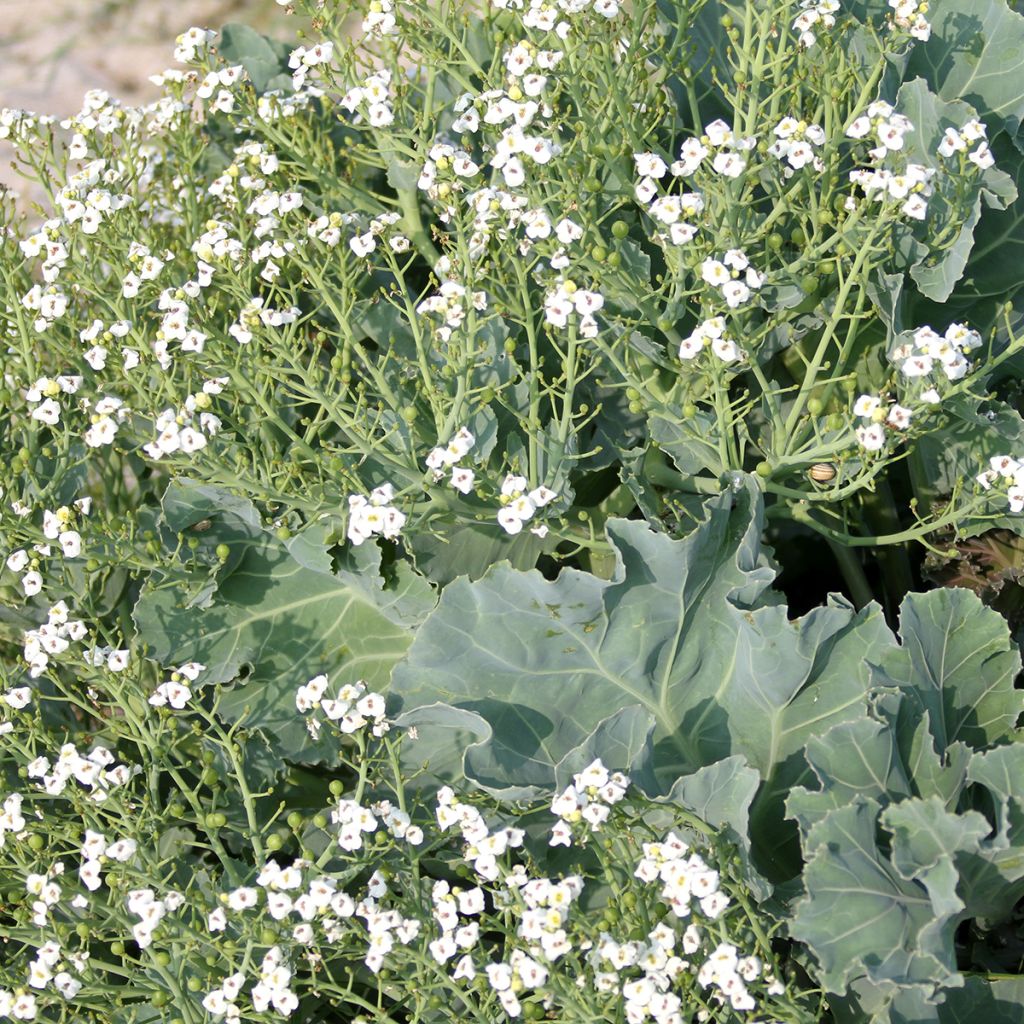 Col marina - Crambe maritima