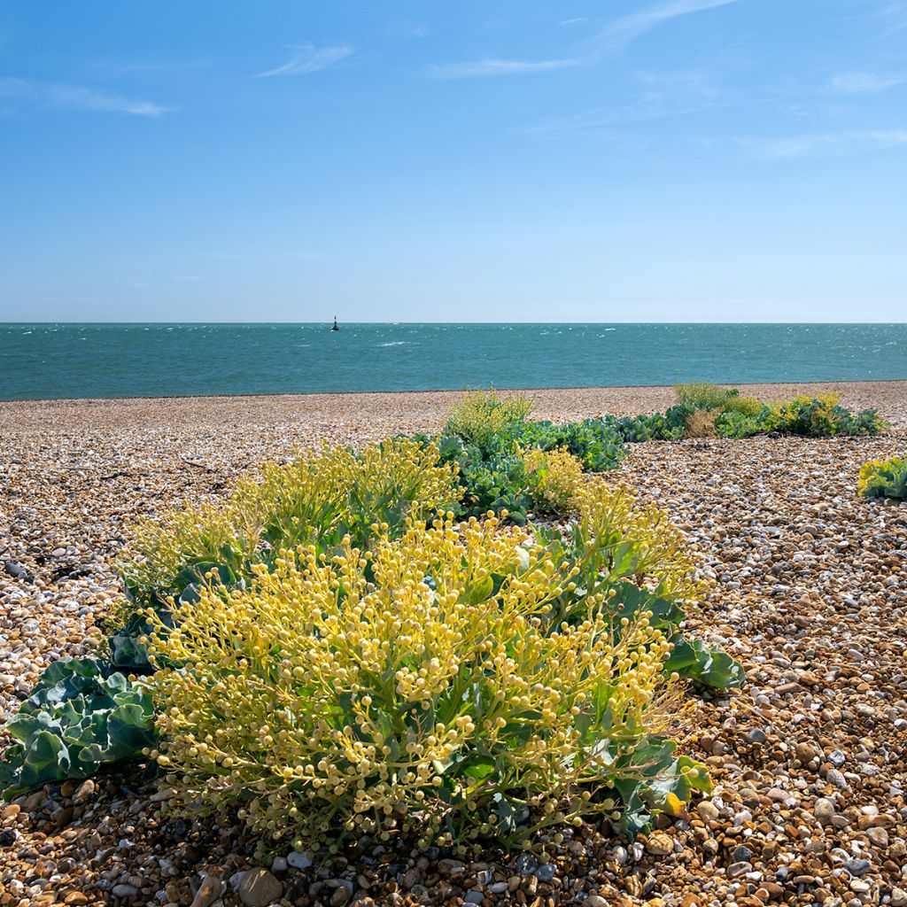 Col marina - Crambe maritima