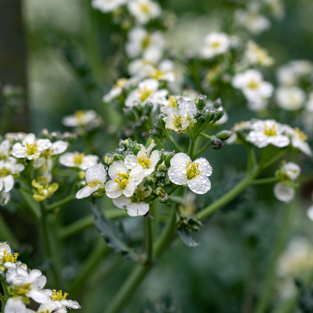 Col marina - Crambe maritima