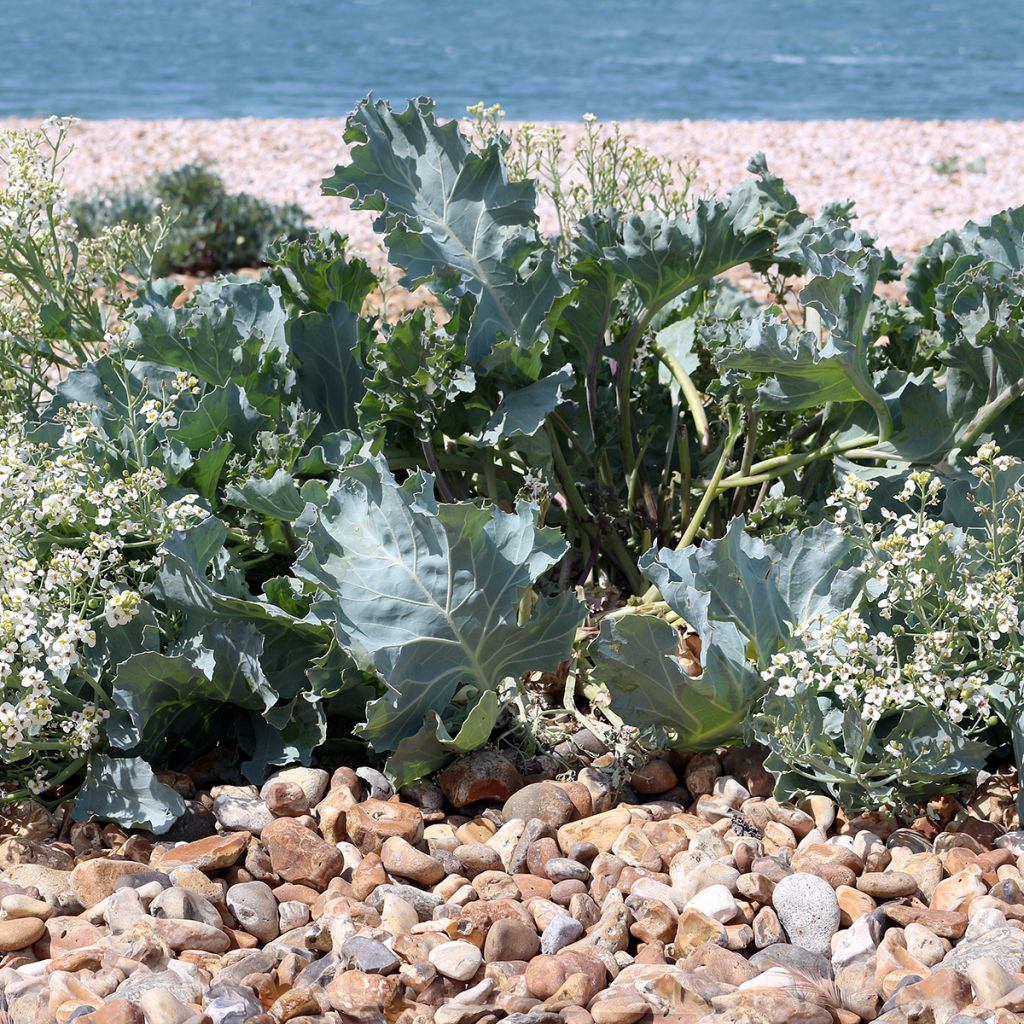 Col marina - Crambe maritima