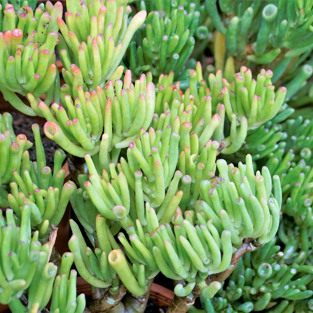 Crassula ovata Hobbit