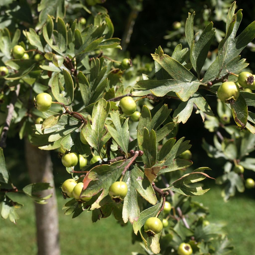 Crataegus azarolus - Azarolier, Azérolier ou Épine d'Espagne