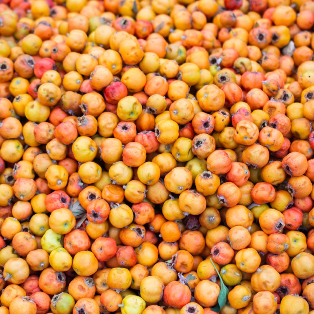 Crataegus azarolus - Azarolier, Azérolier ou Épine d'Espagne