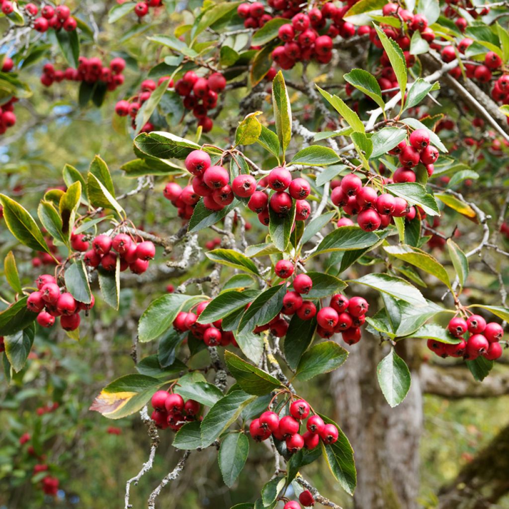 Espino de espolones​ - Crataegus crus-galli