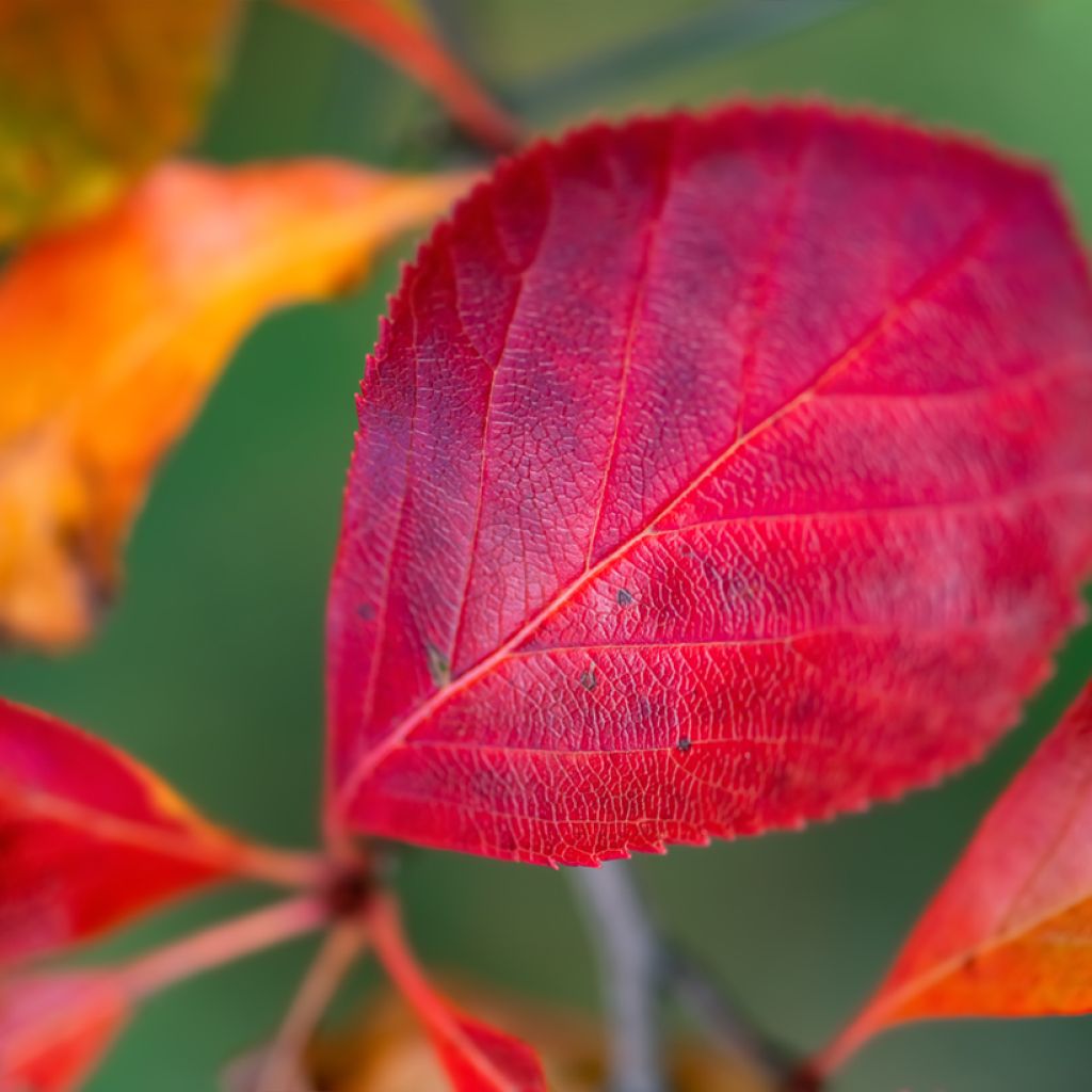 Espino de espolones​ - Crataegus crus-galli