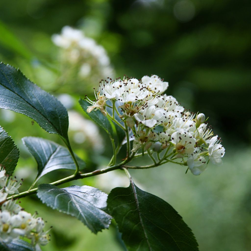 Espino de espolones​ - Crataegus crus-galli