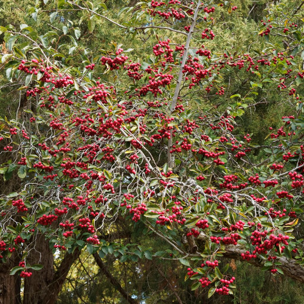 Espino de espolones​ - Crataegus crus-galli