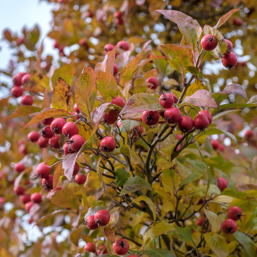 Espino de espolones​ - Crataegus crus-galli