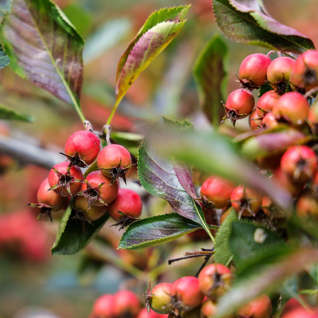 Espino de espolones​ - Crataegus crus-galli