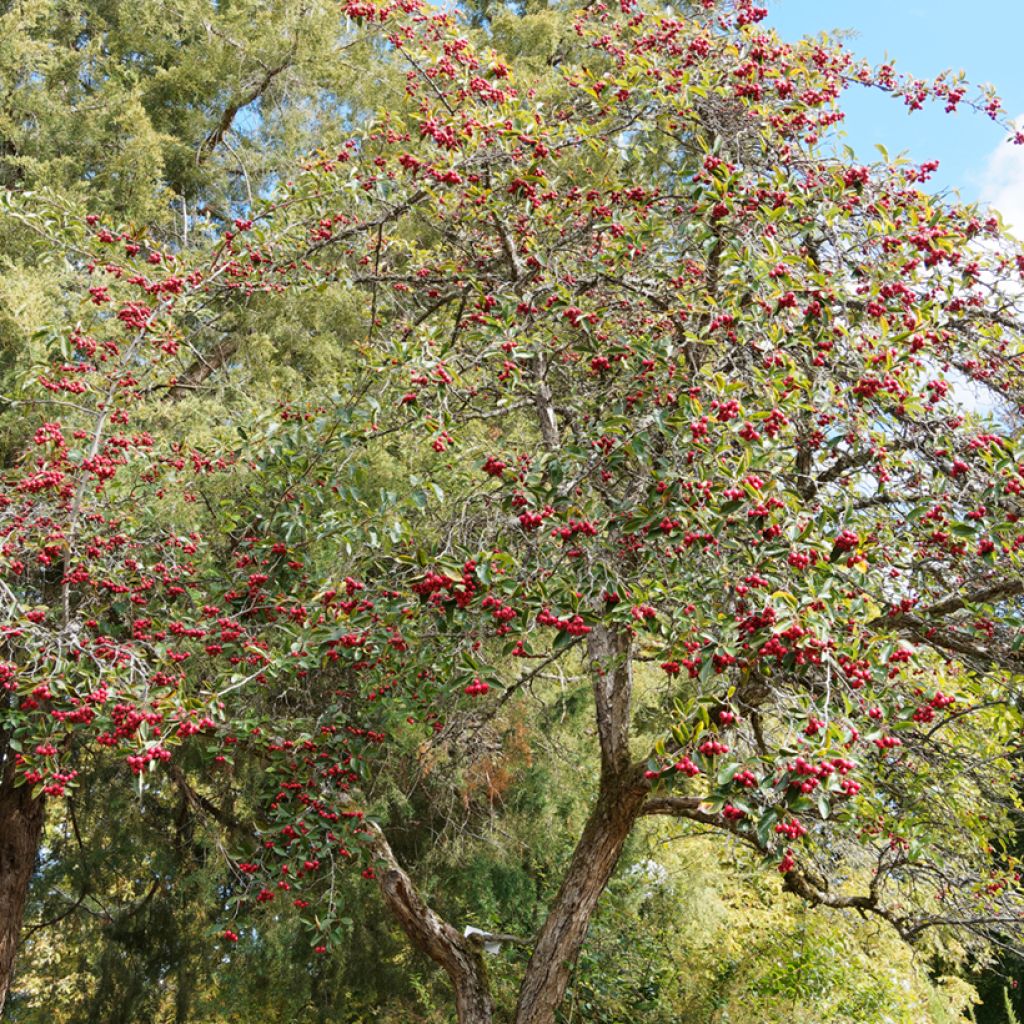 Espino de espolones​ - Crataegus crus-galli