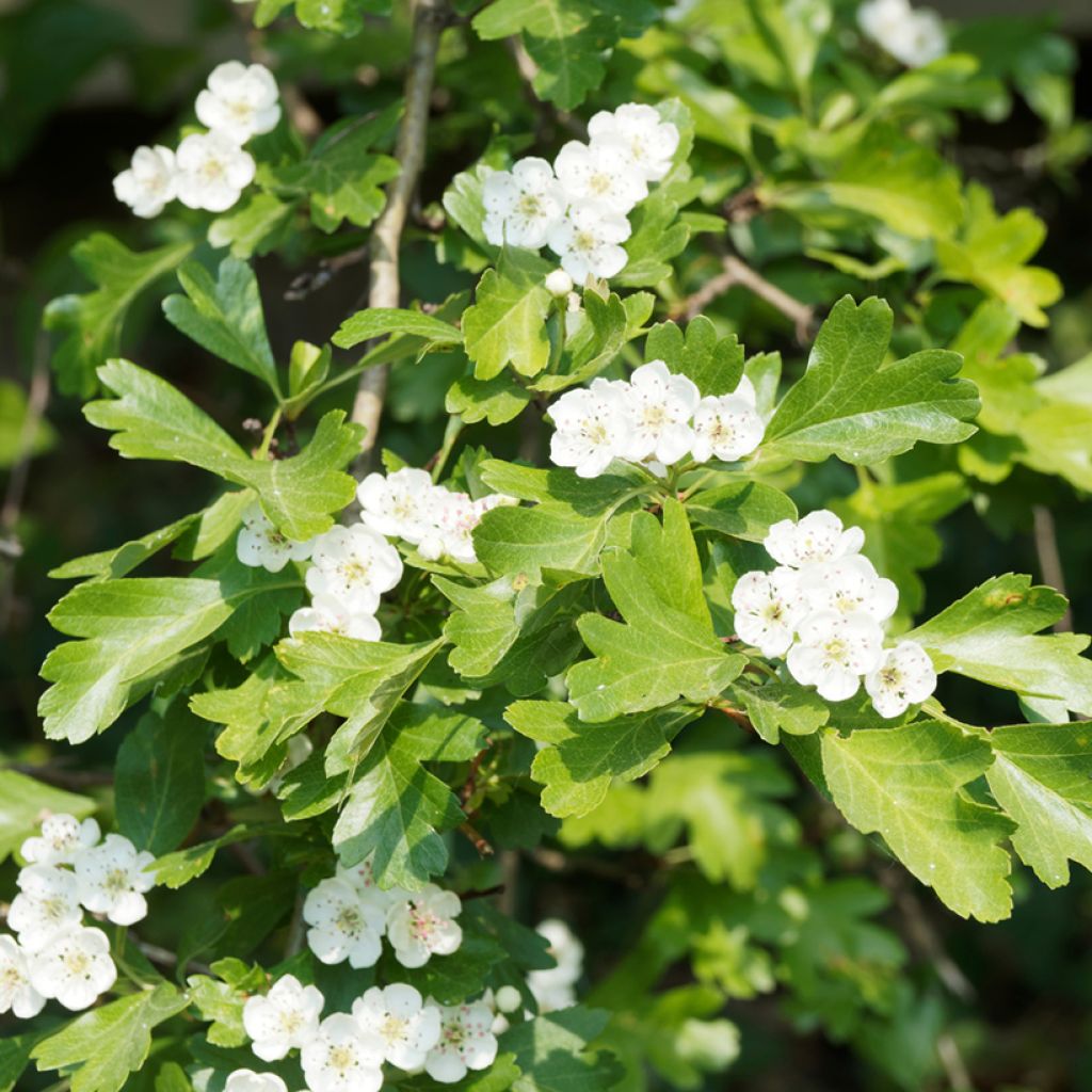 Crataegus laevigata - Aubépine lisse, à deux styles ou épineuse