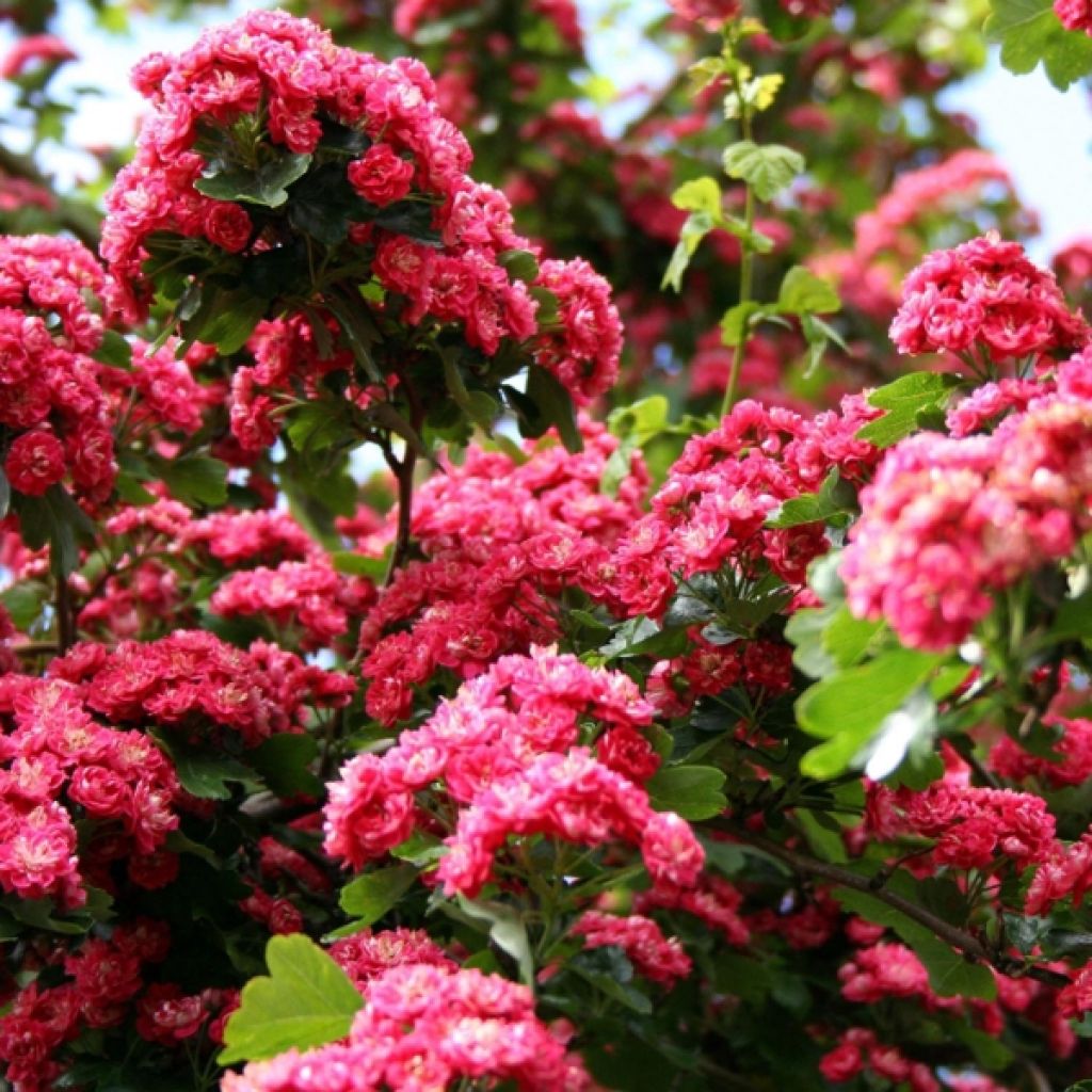 Espino blanco - Crataegus laevigata Paul's Scarlet