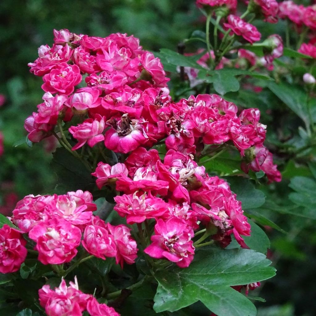 Espino blanco - Crataegus laevigata Rosea Flore Pleno