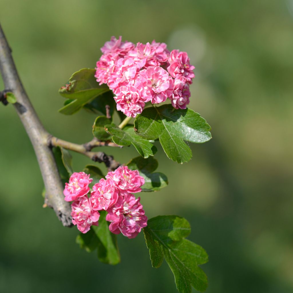 Espino blanco - Crataegus laevigata Rosea Flore Pleno