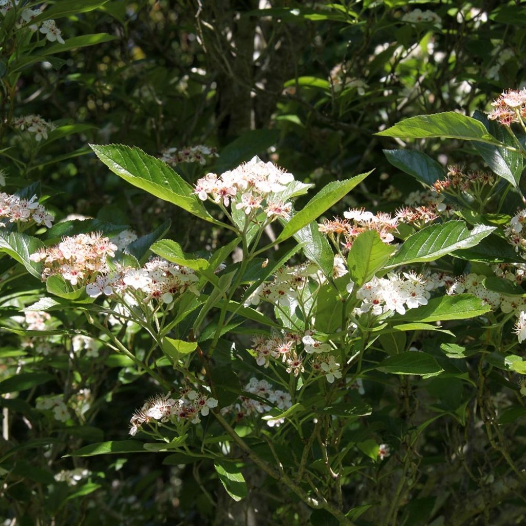 Espino - Crataegus lavallei Carrierei