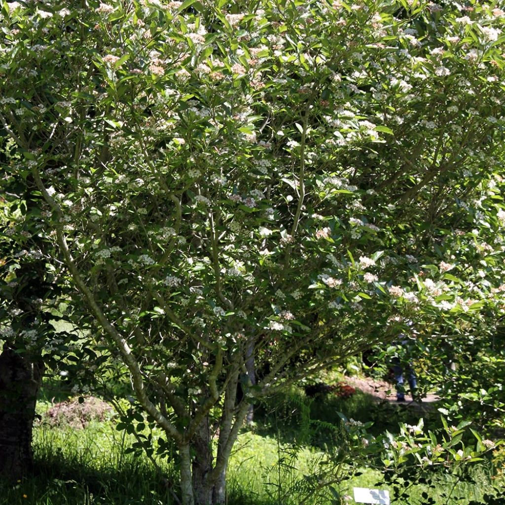 Espino - Crataegus lavallei Carrierei