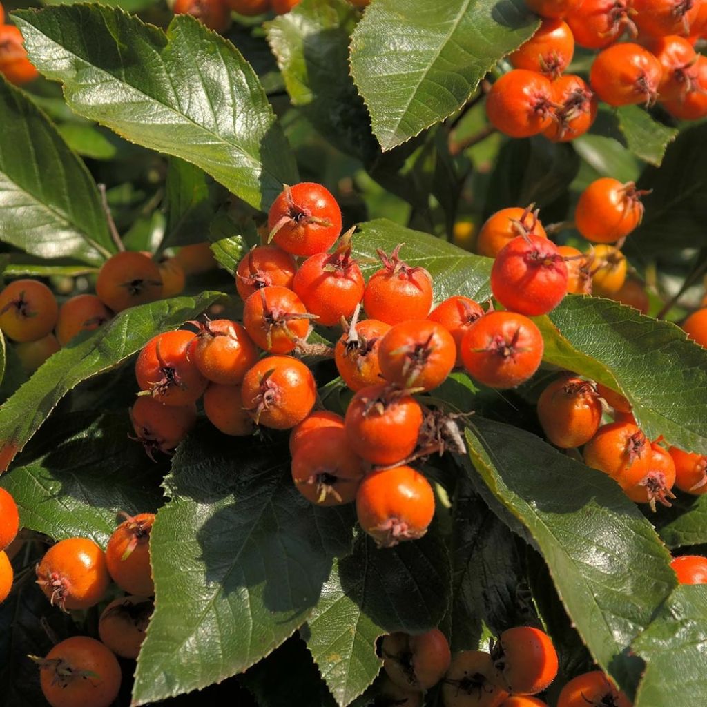 Espino - Crataegus lavallei Carrierei