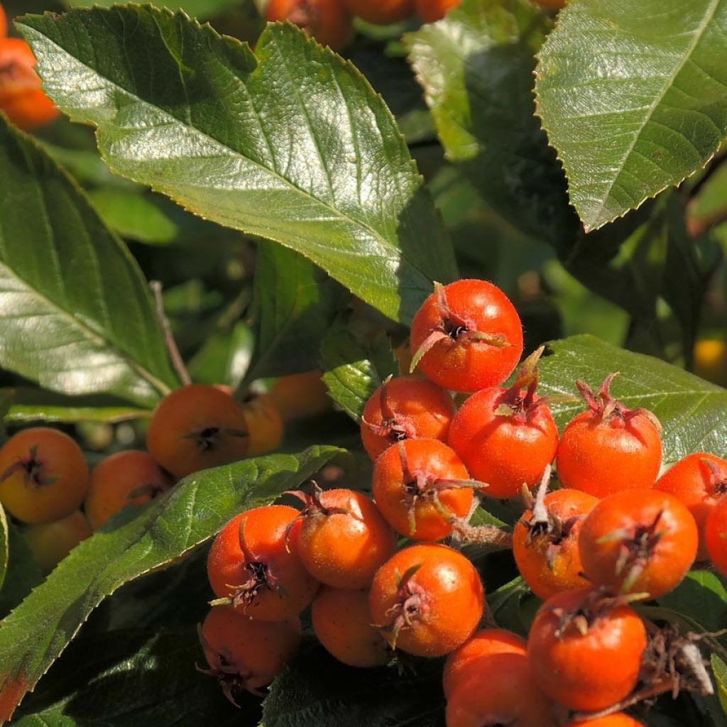 Espino - Crataegus lavallei Carrierei