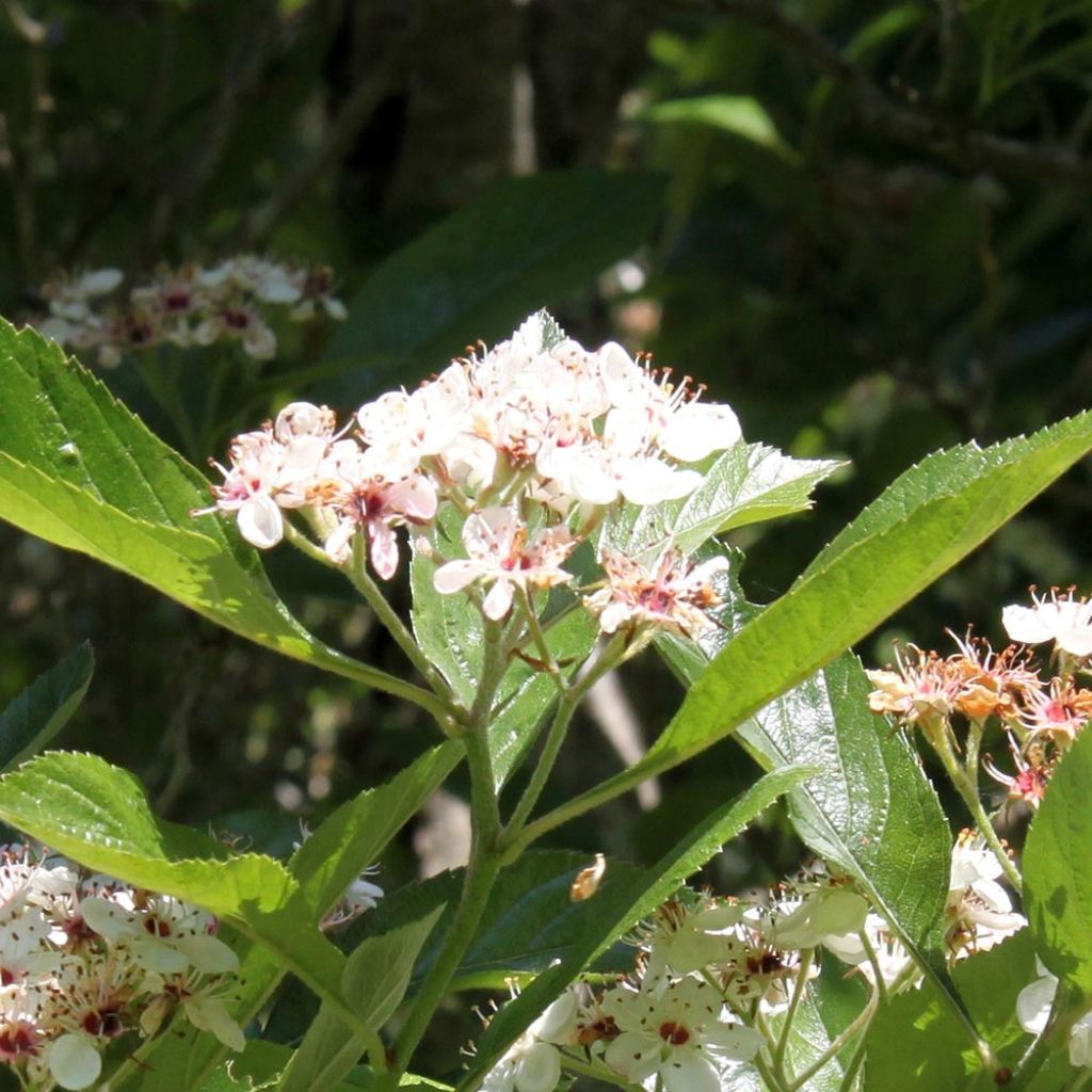 Espino - Crataegus lavallei Carrierei