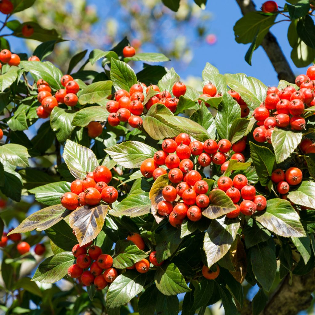 Espino - Crataegus lavallei Carrierei