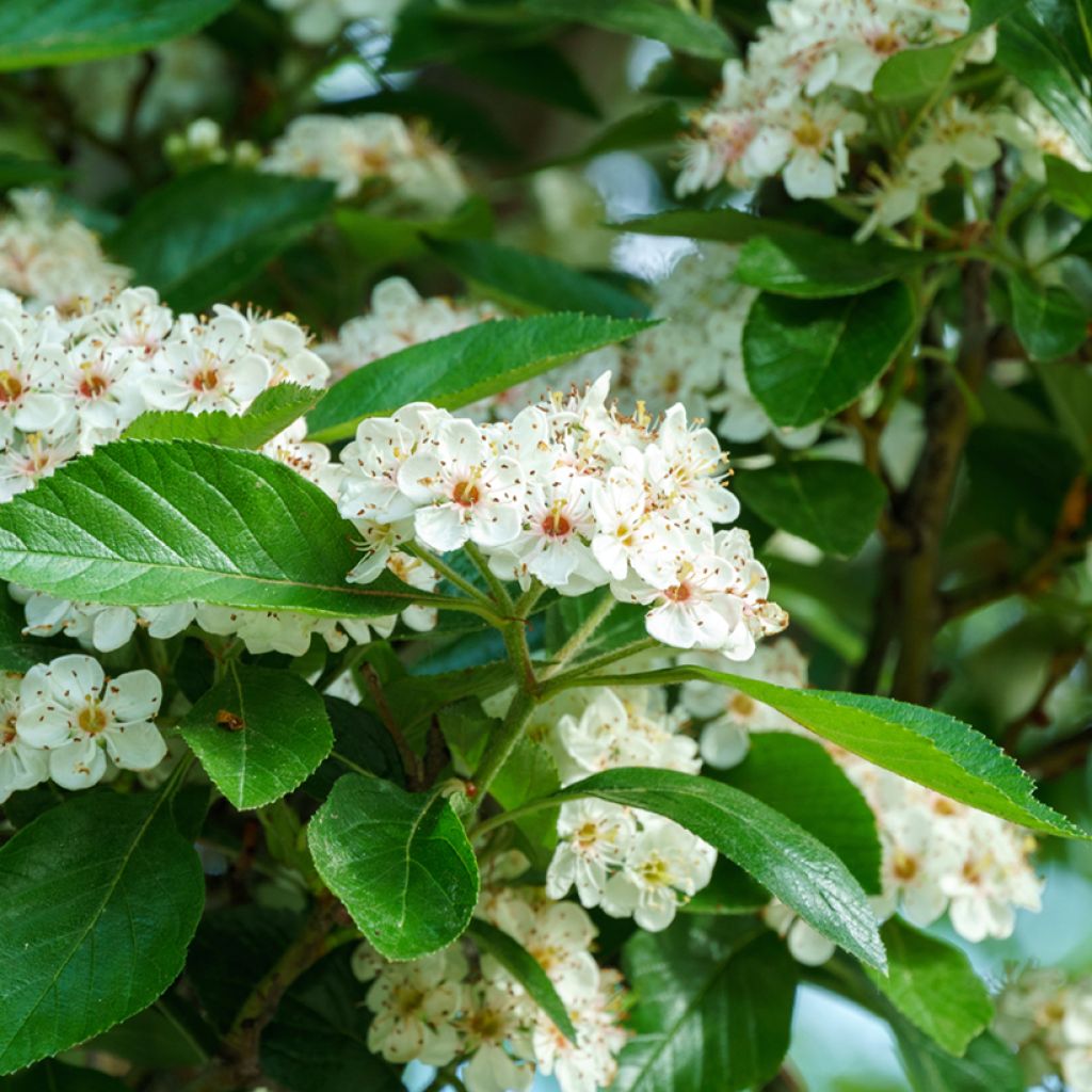 Espino - Crataegus lavallei Carrierei