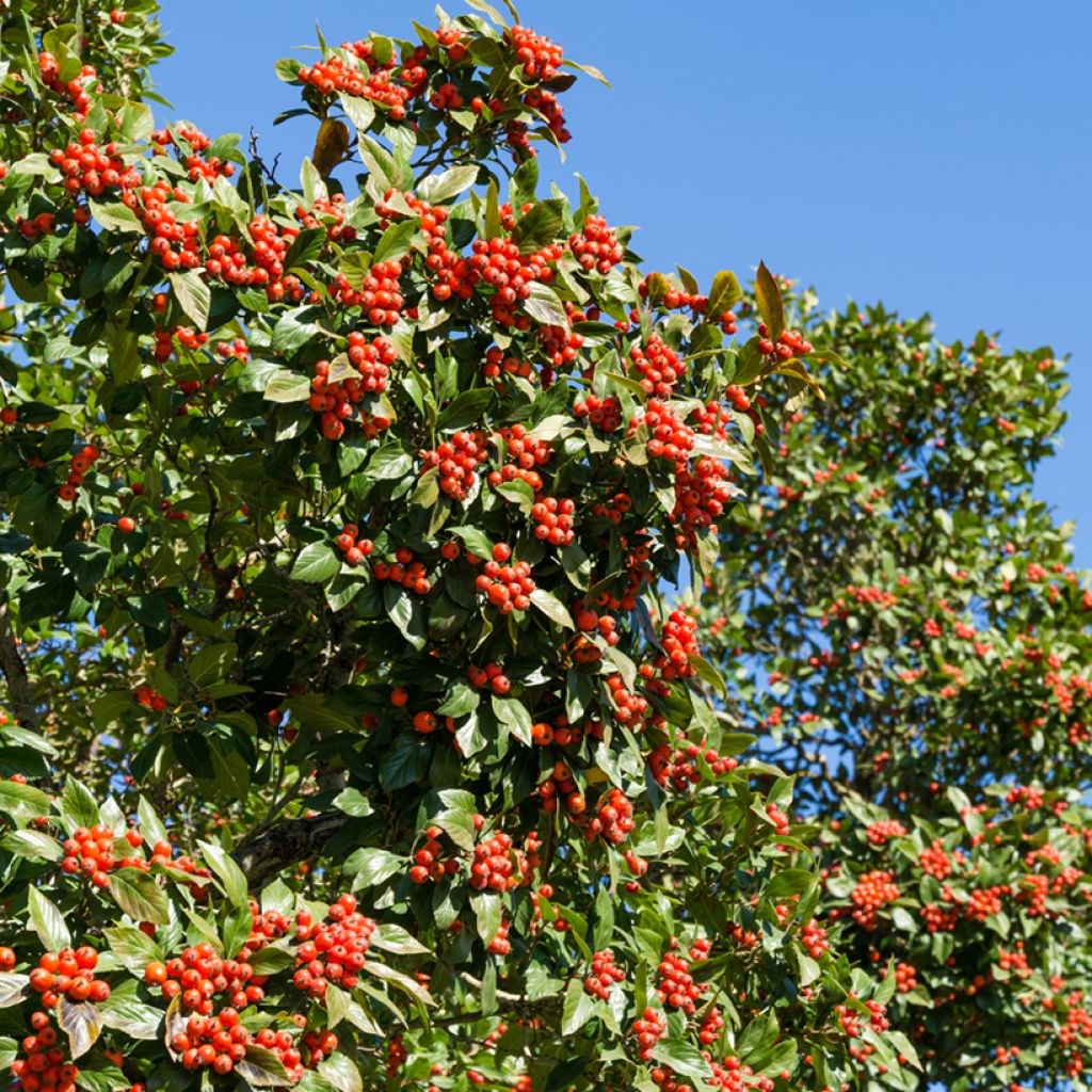 Espino - Crataegus lavallei Carrierei