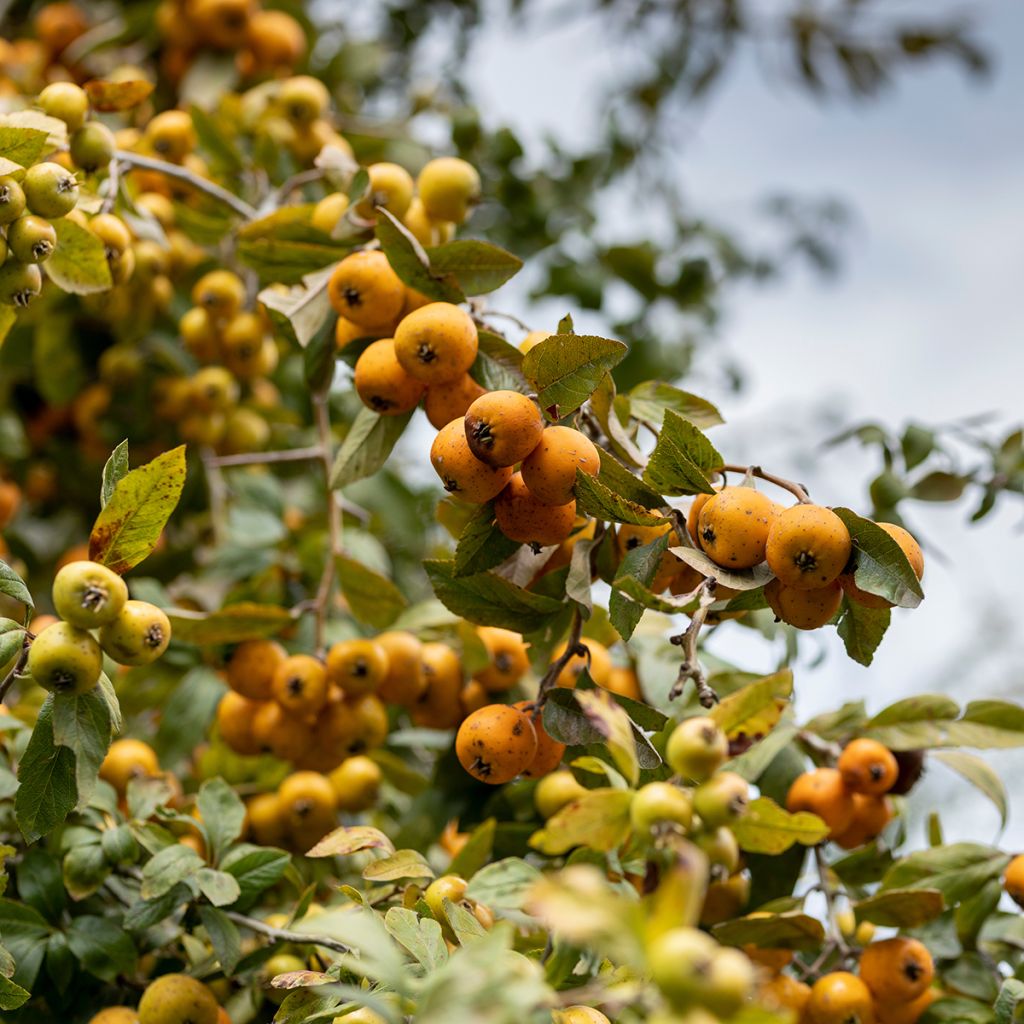 Manzanita - Crataegus mexicana