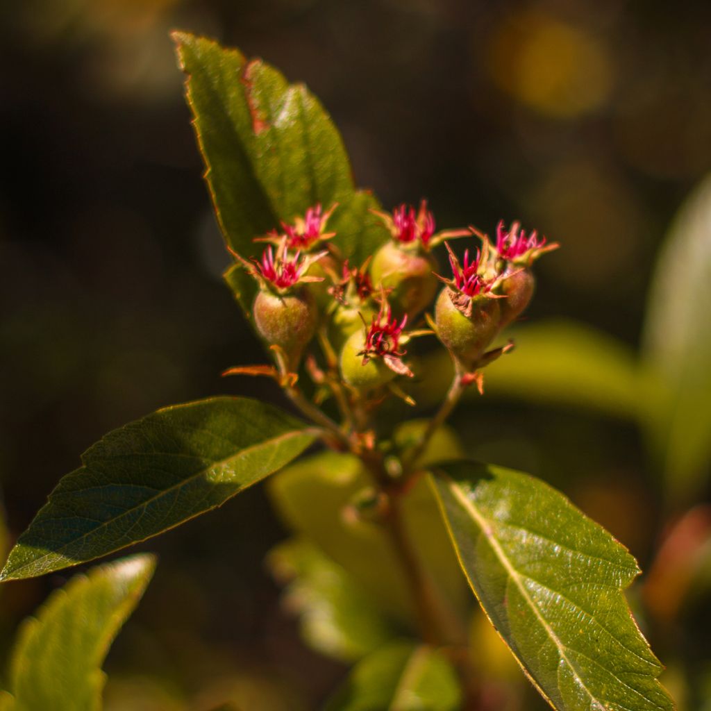 Manzanita - Crataegus mexicana