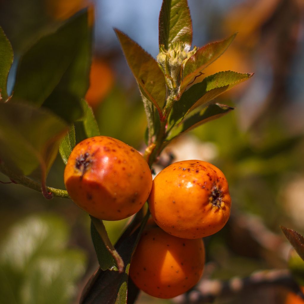 Manzanita - Crataegus mexicana