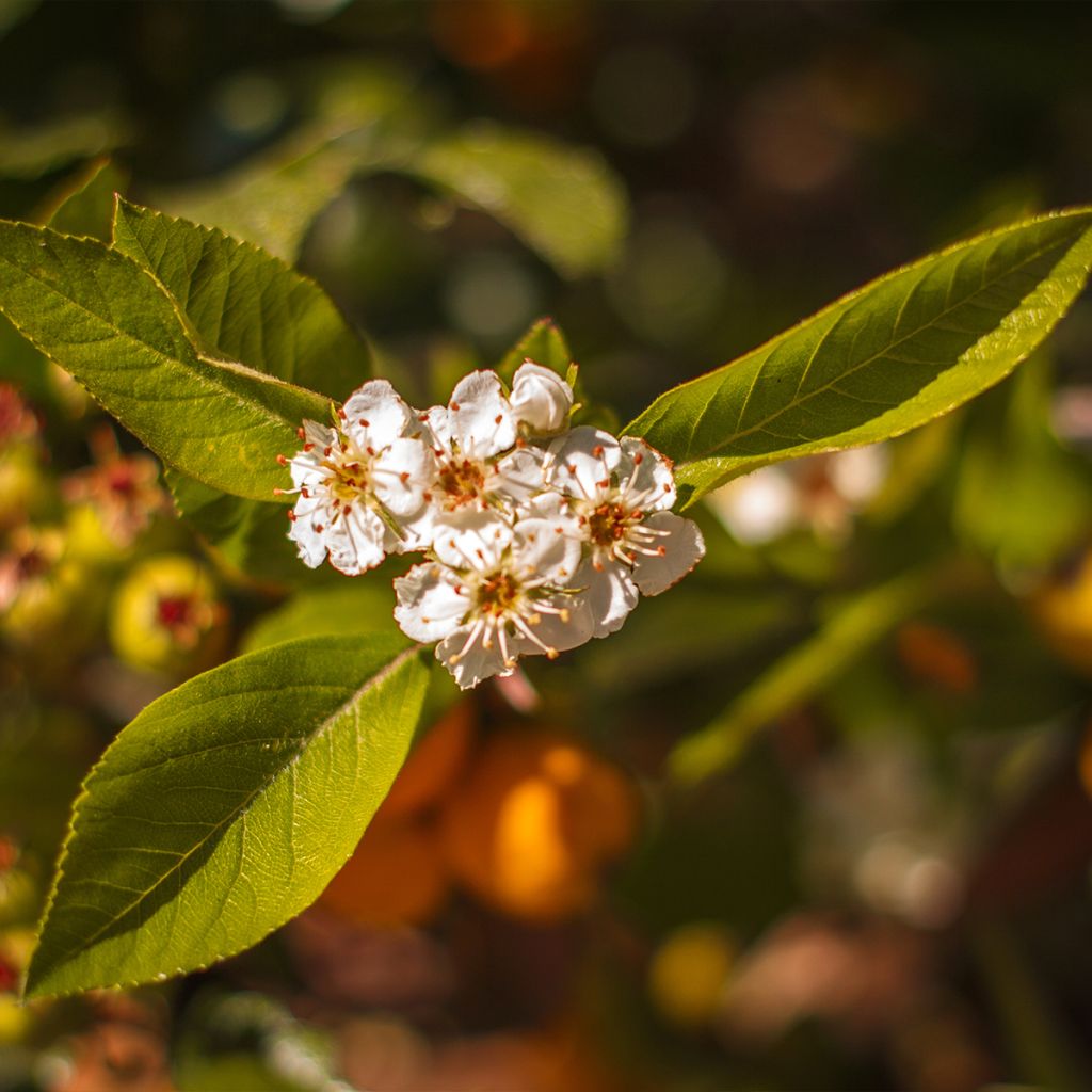 Manzanita - Crataegus mexicana