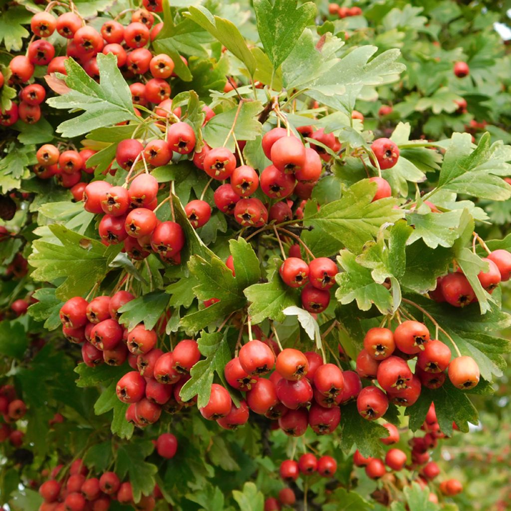 Espino albar - Crataegus monogyna Compacta