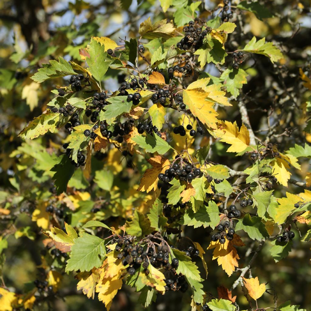 Espino negro - Crataegus nigra