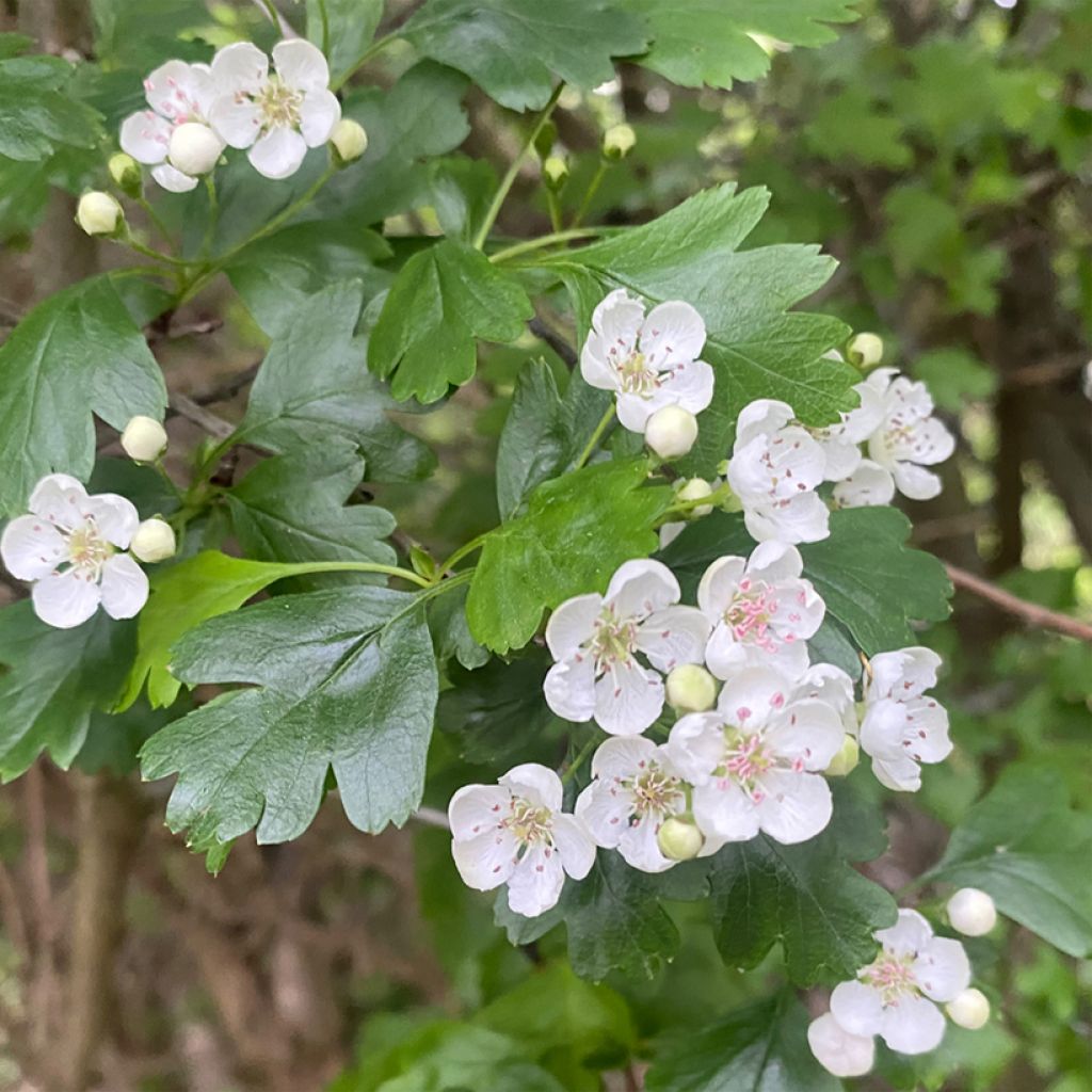 Espino negro - Crataegus nigra