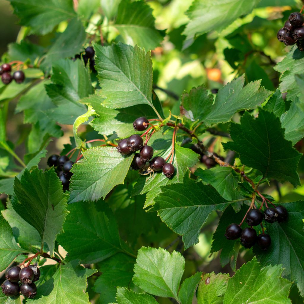 Espino negro - Crataegus nigra