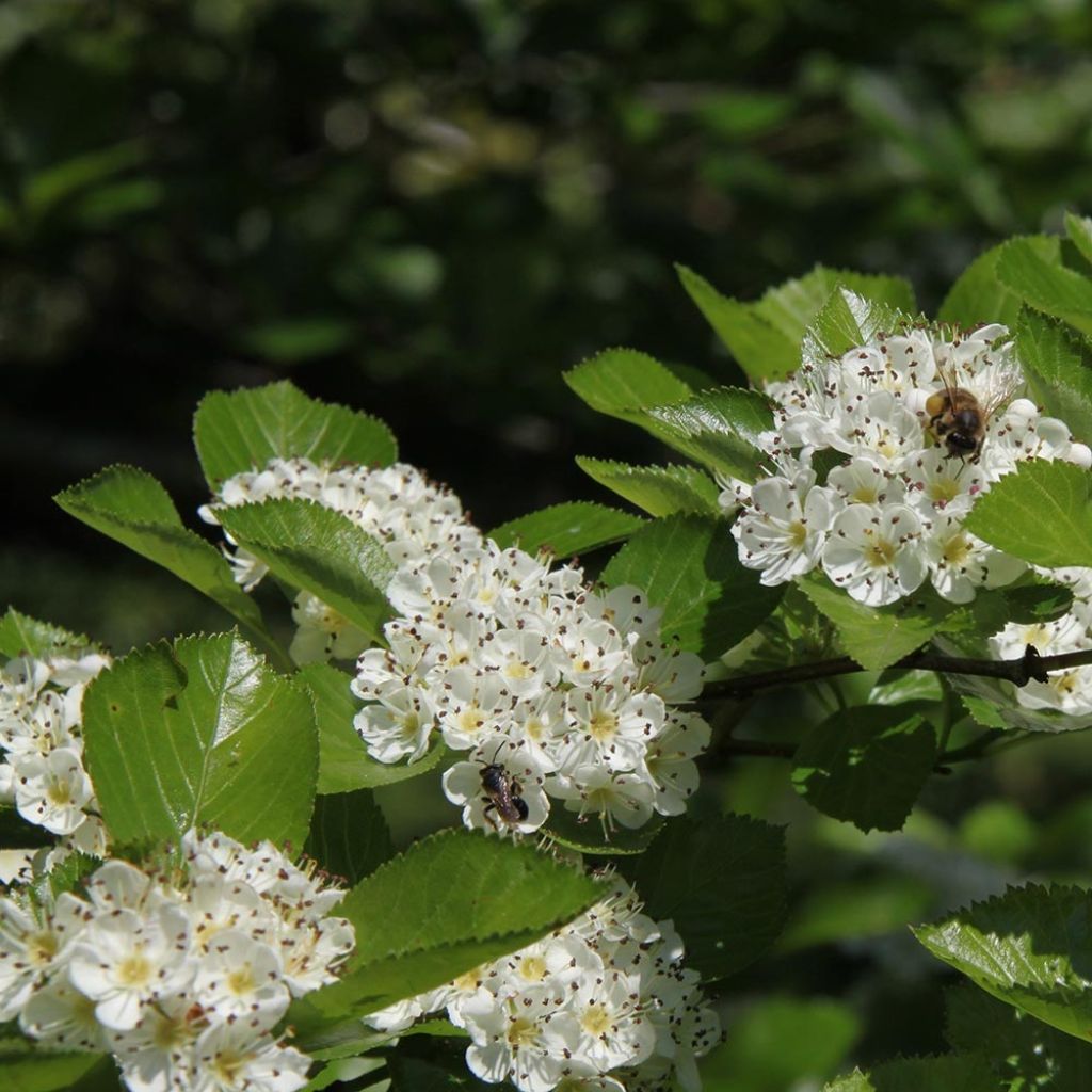 Crataegus prunifolia Splendens - Espino